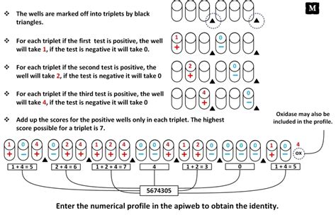 analytical profile index|API and RAPID ID For Microbial Identification.